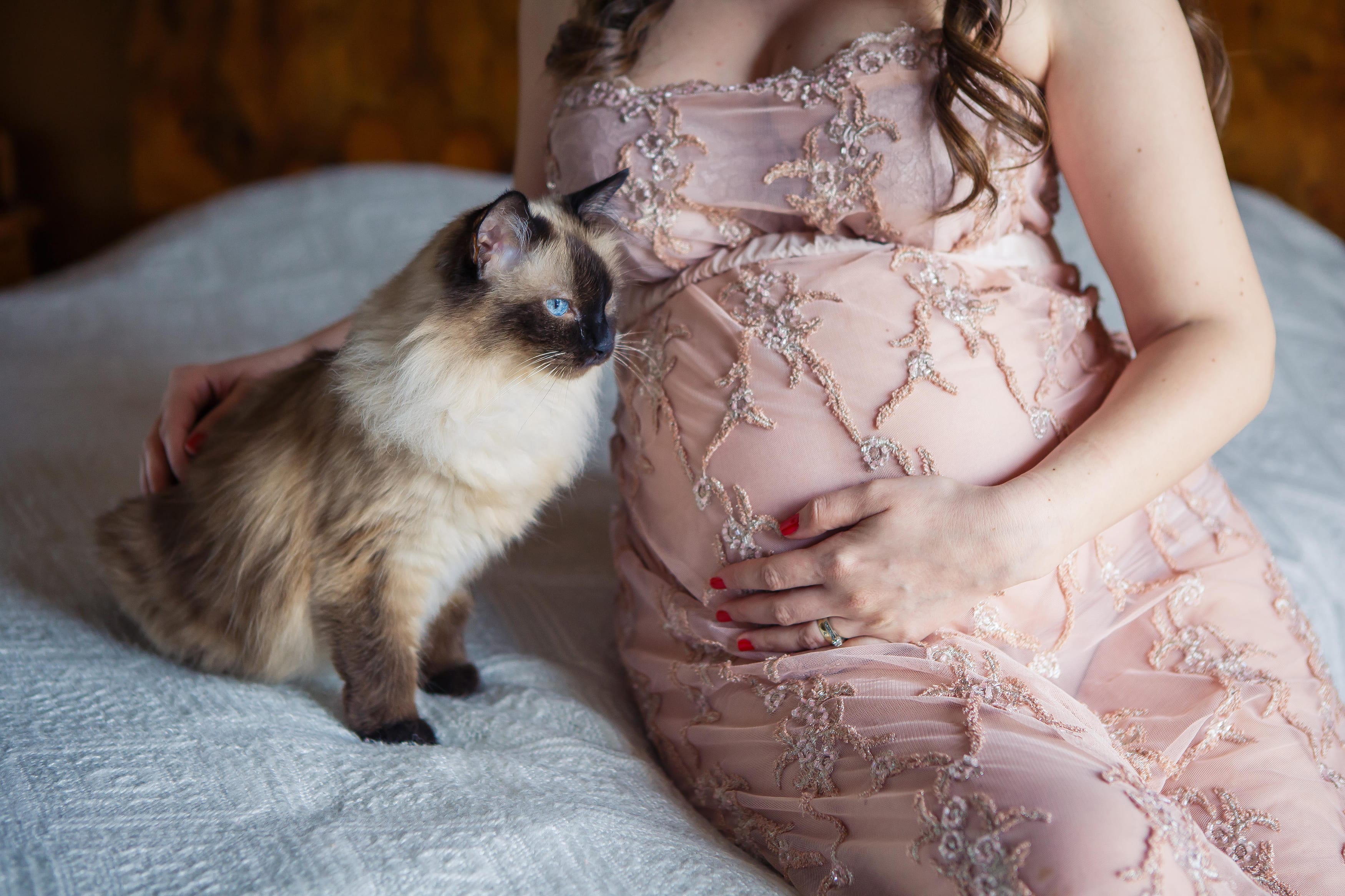 Katze und schwangere Frau bei einem Home Fotoshooting